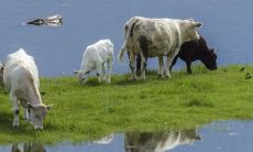 如何解决属牛1985年本命年36岁时面临的困难和危机?