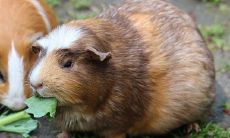 详细解读1996年出生的属鼠人在2020年的运势大揭秘