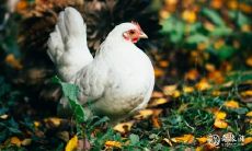 一家三口在中国十二生肖中属鸡,这种家庭是否适合养猫?