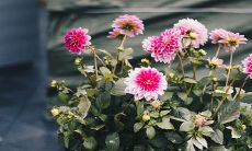 2023年癸卯年，大利山计划兴建房屋，同时壬山方位上的丙向也将投入建设工作