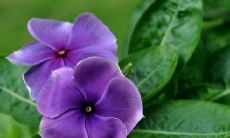 哪个星座看起来呆呆的,其实却隐藏着高智商?