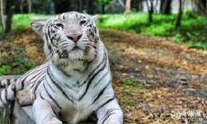 家族三位虎儿人,与何伴财运更佳?