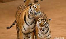 在传统文化中,为什么属虎的人被认为不宜佩戴黄金饰品?而又有哪些饰品可以给属虎人带来最好的运势和好运呢?