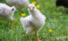 通过星座来匹配认干妈,哪些属相最佳搭配?认干亲认错人,这些配对不利