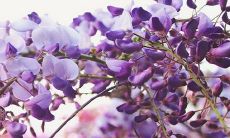 2023年初七出生的男孩运势分析:预测结果显示稳定可靠!