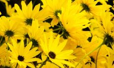 推荐排名:在门口摆放的具有挡煞功效的植物中,值得优先选择的种类