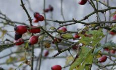 究竟石榴树是否真的招鬼?揭秘风水界的禁忌与谣言!