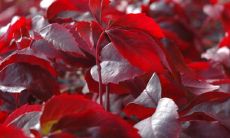 红布是否具有辟邪作用并在风水学中有何特定要求?