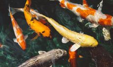 踏进房门，如何让鱼水之情油然而生？哪些元素才是最吉祥的象征？