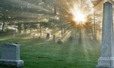 如何清除坟上长树,以确保后人能够顺利当官发财?