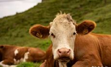 在虎年，属牛的人需要注意哪些事项？哪些属相的人是虎年属牛人所忌讳的？