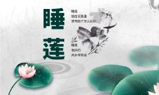 茎弯的睡莲插在花瓶里,你需要了解风水禁忌的知识有哪些吗?