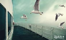 养鸽子的禁忌大揭秘:哪些属相不适合养鸽子?