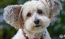 为什么会出现半夜狗叫声大的现象?这是否意味着狗狗带财?