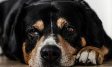 如果我在梦里遭遇一只扑向我咬的大黑狗,这是否是一种预言或预示某种不祥的兆头?