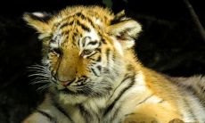 做梦时梦见老虎,这意味着什么?是否有一些隐含的涵义或预兆?