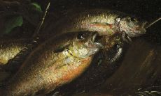 女性梦见鲶鱼,是否具有任何象征意义或预兆?