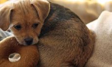 什么是梦见被狗咬,暗示我们的潜意识和情感?