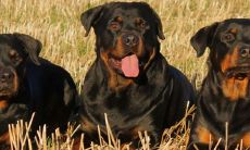 女性在梦中看到一群狗，这有什么特别的象征意义？