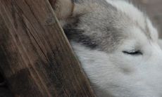 睡梦中被狗咬,惊醒后求解:梦境中犬儒是否透露出某种预兆或隐含深层象征?