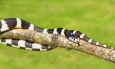 女性梦见两条黑蛇是怎样的未来征兆,不同寓意解析