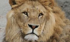 梦见老虎和狮子,是什么样的象征和预示,能够让我们反思和理解我们内心的情感和未来的挑战?