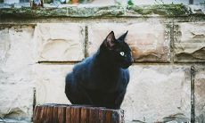 好运降临:猫咪跟随你的步伐是幸运的象征!深夜漫游的流浪猫向你靠近,预示着好运将会到来!