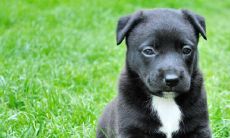 做梦被狗攻击有何意义？这种梦境是否象征着某些警示或者启示呢？