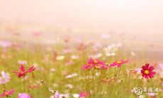 数字5在风水学中是否真正代表好运?探究数字5的含义与作用