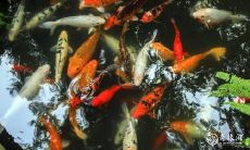 路边发现活鱼,会预示着什么?探究起源于风水的神秘鱼兆!