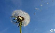 每晚都听到猫头鹰在叫,有没有可能猫头鹰与招财有关联,让我们来探究一下?