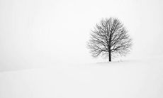 哪个生肖是无情的动物?哪个生肖是最冷血的?