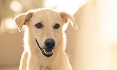 属马的人养条德国牧羊犬好还是养花旺财好?探讨属马人适宜饲养宠物或种植植物的话题