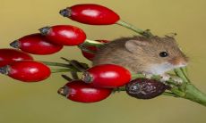 掌握2023年生肖鼠全年运势,紧握时机,抓住机遇,开创美好前程!