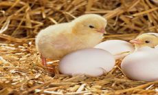 2023年马与鸡两个生肖的运势预测和解析:什么是专家们对它们运势的看法?