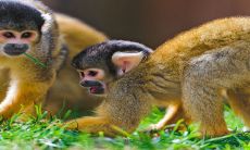 2023年生肖猴的全年运势揭晓:庚寅猴年中不利钱财、易遭盗贼