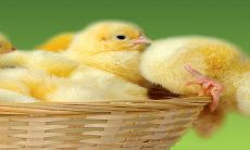 探究2023年生肖鸡与马在事业、财运及感情方面的运势:整体前景看涨,吉星高照,绝佳时机等待把握!