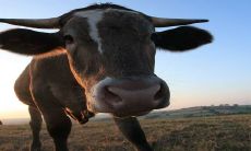 学术研究:2023年生肖牛的财运展望及预防破财措施