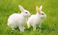 详解属兔人的五行属性 分析属兔者五行特点及对人生的影响