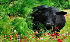 哪些属相可以享受2023年顺利事业运势?牛年出生者在事业上将有所得益!