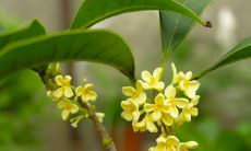 了解一下桂花树的风水禁忌及相关知识，保护您家居运势的完美平衡！