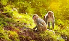 八月出生的女性猴儿们究竟能否与命运抗争？以属猴之姿拥抱幸福命运，哪天出生最为适宜呢？