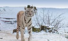 98属虎的个性特点适宜从事生鲜超市经营吗?探究最佳财务创业方向的建议和指导