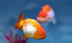 有缘即是夫妻,神秘天生夫妻相揭示着注定的爱情和婚姻特征