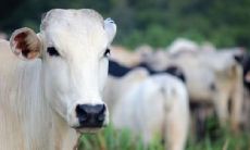 属牛人必看:根据风水,97年出生的牛座应该居住几楼才最具吉利;而对于85年出生的牛座,购房时需要留意哪些风水注意事项?