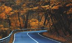 高速驾驶遇见小动物是否有忌讳?撞击动物的含义和预示如何?