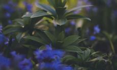 深度解析观音灵签85签,探究解签精髓到底是什么?