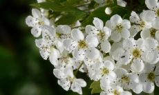 深度解读观音灵签第15签解签的含义和解释是什么?