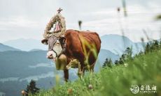 对于出生于1997年且属牛的人来说,选择住在东户还是西户更为合适?楼层选取需要注意的事项有哪些?