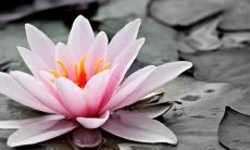 深度解读观音灵签的71个解签:探究每个签语的深层含义和实际应用方法